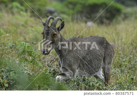 Nilgiri Tahr, a type of wild goat, a protected species found in the Neelgiri mountain ranges in India, almost on the verge of extinction. Nilgiri Tahr, a type of wild goat, a protected species found in the Neelgiri mountain ranges in India, almost on the verge of extinction. 80387571