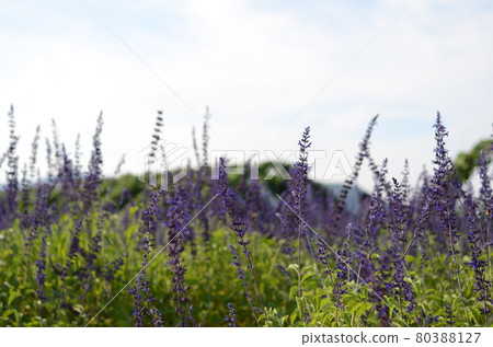 龜岡夢之宇宙庭園內盛開的薰衣草 80388127