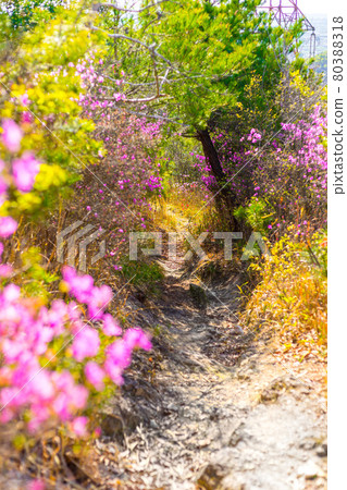 通往平磯湖周圍低山飯盛山的山路（兵庫縣加古川市平磯町）※作品評論區拍攝位置 80388318