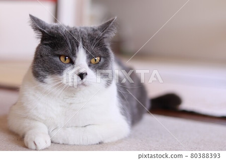 British shorthair cat with squid ears and bad mood British shorthair cat with squid ears and bad mood 80388393