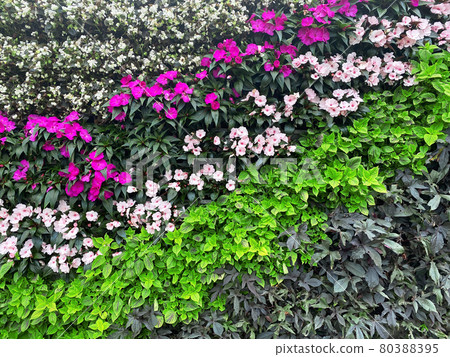 beautiful wall of flowers beautiful wall of flowers 80388395