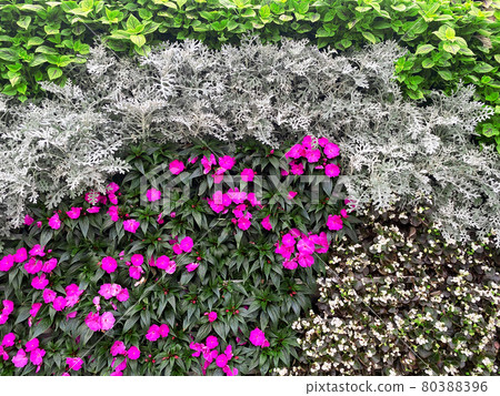 beautiful wall of flowers beautiful wall of flowers 80388396