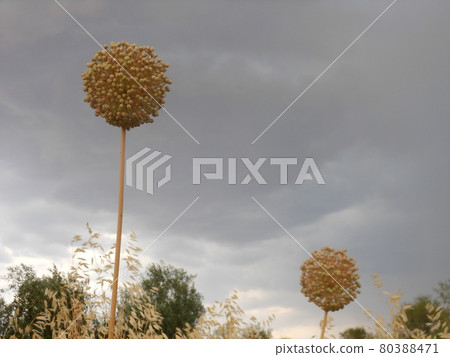 Gold colored ball shaped wild flower on a cloudy afternoon Gold colored ball shaped wild flower on a cloudy afternoon 80388471