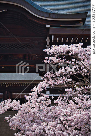 近江神社的櫻花2021 近江神社的櫻花2021 80388777