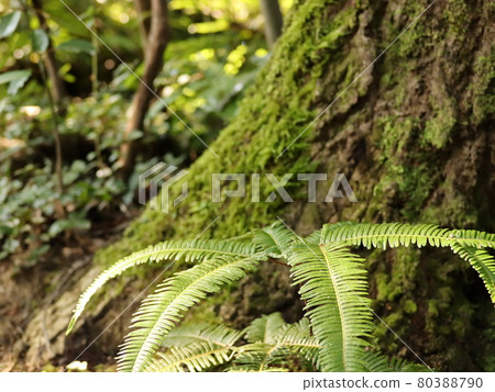 蕨類植物和樹苔 80388790