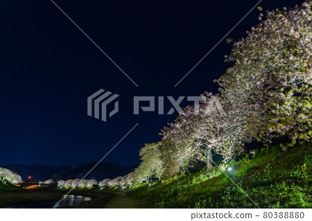 Minami no Sakura Rape Blossom Festival Night Cherry Blossoms Minami no Sakura Rape Blossom Festival Night Cherry Blossoms 80388880