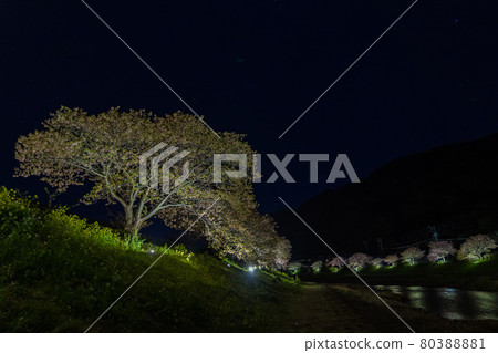 Minami no Sakura Rape Blossom Festival Night Cherry Blossoms Minami no Sakura Rape Blossom Festival Night Cherry Blossoms 80388881