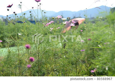 京都龜岡夢大波斯菊花園盛開的大波斯菊 京都龜岡夢大波斯菊花園盛開的大波斯菊 80388967