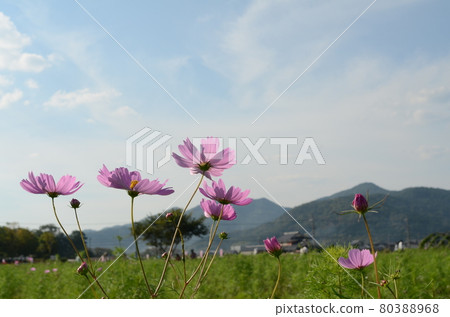 Cosmos blooming in Kyoto Kameoka Yume Cosmos Garden 80388968