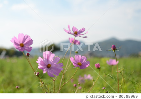 Cosmos blooming in Kyoto Kameoka Yume Cosmos Garden 80388969
