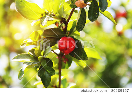 Fresh organic Acerola cherry.Thai or Acerola cherries fruit on the tree with water drop, high vitamin C and antioxidant fruits. 80389167