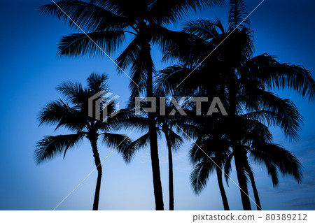 "Palm trees at dusk 80389212