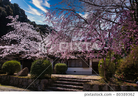 Spring 2021 of Mitsui Temple Spring 2021 of Mitsui Temple 80389362