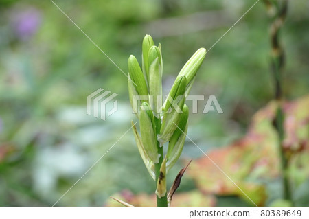 心尖芽 心尖芽 80389649