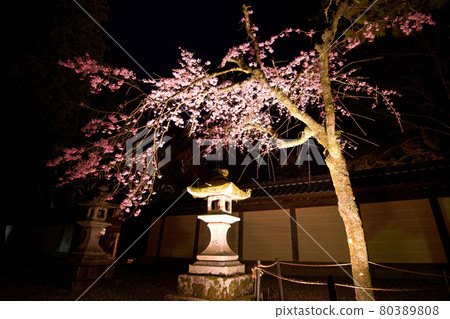 Taga Taisha Sakura 2021 80389808
