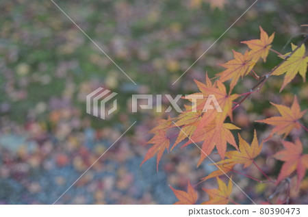 京都嵐山的秋葉 京都嵐山的秋葉 80390473