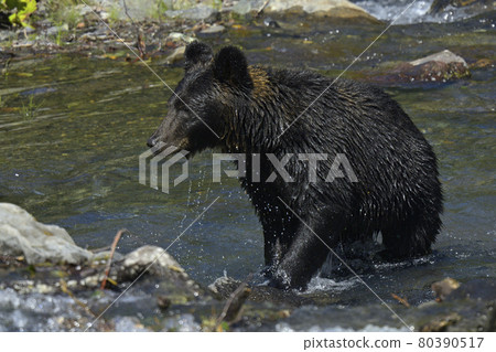 Brown bear Brown bear 80390517