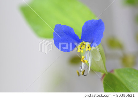 tunita花 tunita花 80390621