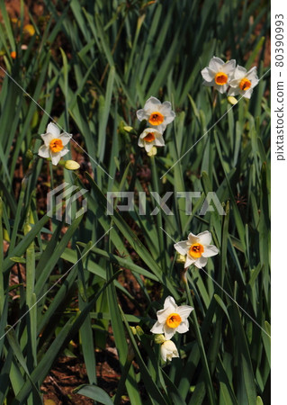 Nihonzuisen 15 80390993