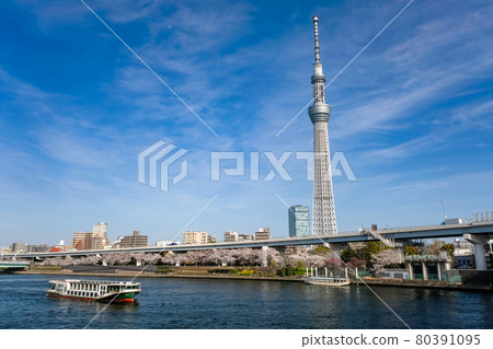 東京春天的隅田川和東京晴空塔 東京春天的隅田川和東京晴空塔 80391095
