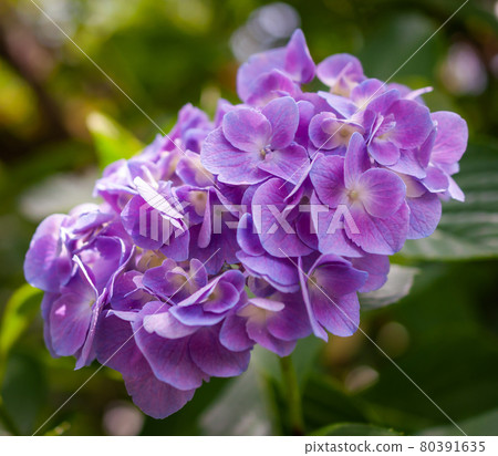漂亮的淡紫色繡球花 80391635
