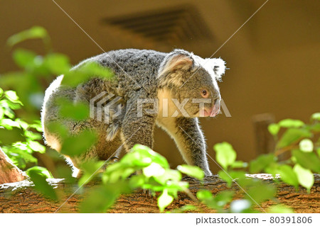 Koala 80391806