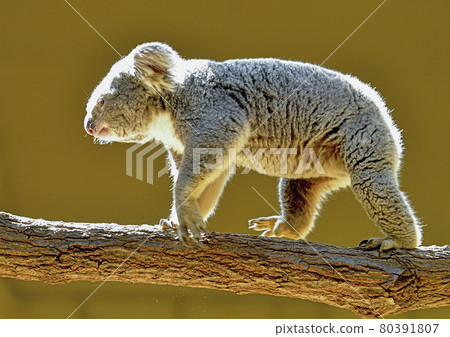Koala 80391807