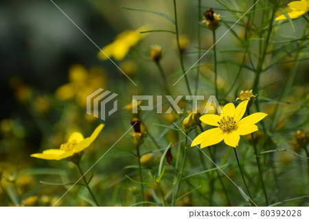 Kyoto Prefectural Botanic Garden Kyoto Prefectural Botanic Garden 80392028