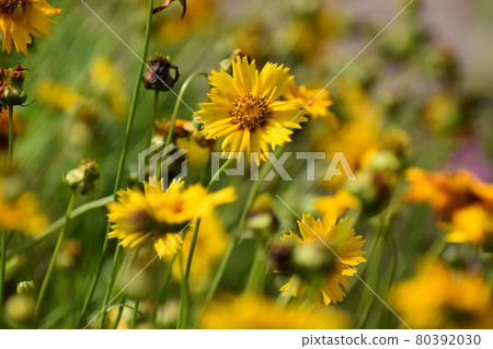 Kyoto Prefectural Botanic Garden 80392030