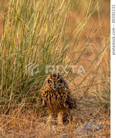 short eared owl or Asio flammeus portrait or close up short eared owl or Asio flammeus portrait or close up 80392132