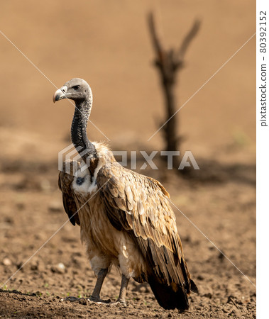 Indian vulture or long billed vulture or Gyps indicus close up or portrait at Ranthambore National Park or Reserve Rajasthan india 80392152