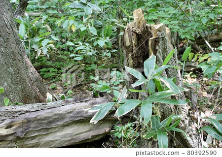 枯樹和竹草 80392590