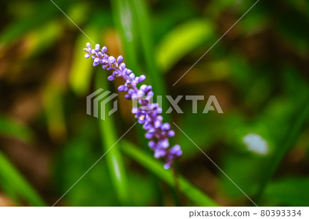 Macro shot of turf 80393334