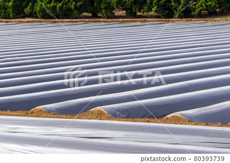 Mulch vinyl in the vegetable field 80393739