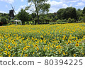 Funabashi Andersen Park. Sunflower maze and windmill. (July) Funabashi City, Chiba Prefecture 80394225