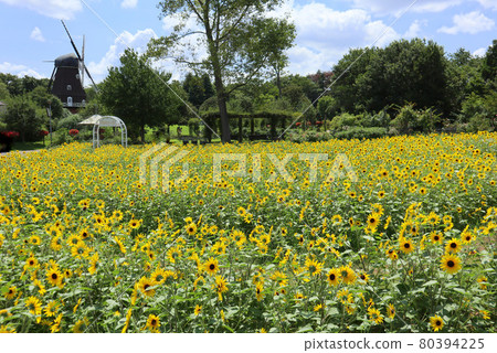 Funabashi Andersen Park. Sunflower maze and windmill. (July) Funabashi City, Chiba Prefecture 80394225