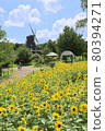 Funabashi Andersen Park. Sunflower maze and windmill. (July) Funabashi City, Chiba Prefecture 80394271