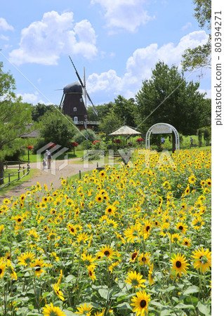 船橋安徒生公園。向日葵迷宮和風車。 （7月）千葉縣船橋市 80394271