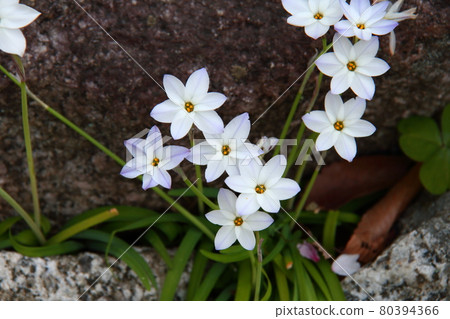 Hananilla 02 Hananilla 02 80394366