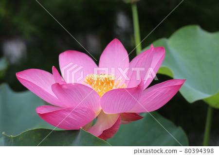 Open dark pink lotus flower in the light 80394398