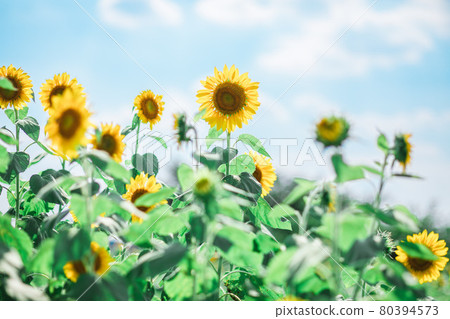 藍天和向日葵 80394573