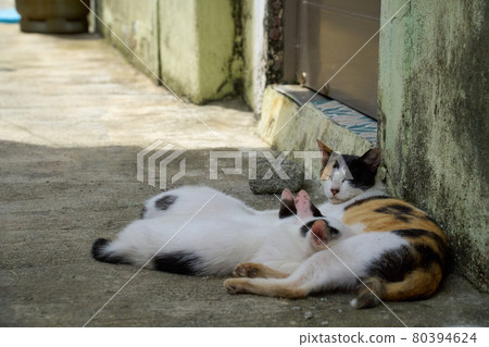 Mother of a stray cat giving boobs to a kitten Mother of a stray cat giving boobs to a kitten 80394624