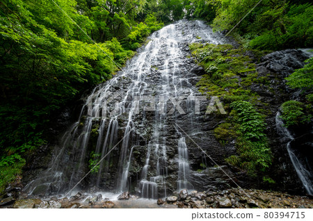 Ryusogataki Summer, taken in July 2021 / Higashiao, Ikeda Town, Fukui Prefecture 80394715
