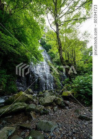 Ryusogataki Summer, taken in July 2021 / Higashiao, Ikeda Town, Fukui Prefecture 80394723
