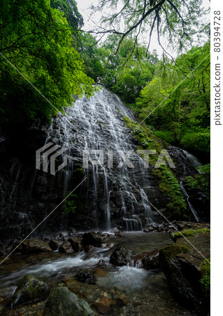 Ryusogataki Summer, taken in July 2021 / Higashiao, Ikeda Town, Fukui Prefecture 80394728