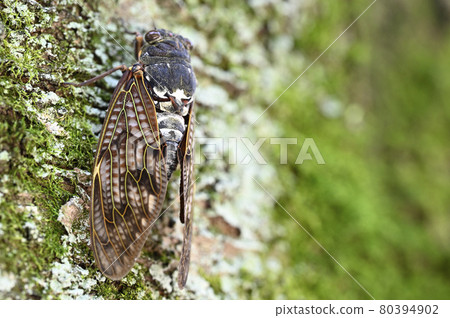 Brown cicada Brown cicada 80394902