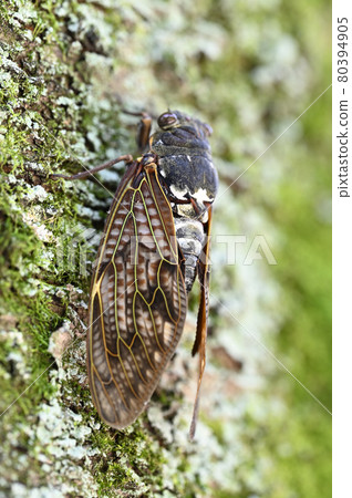 Brown cicada 80394905