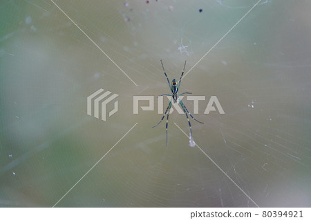 Nephila spider Nephila spider 80394921
