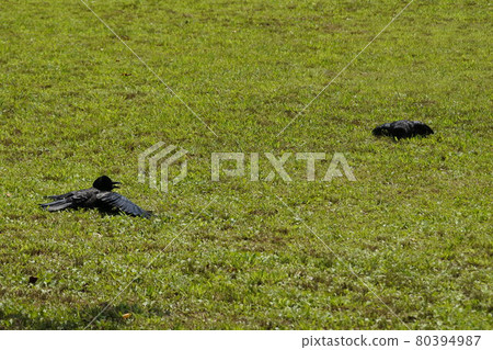 A crow drying insects on the lawn A crow drying insects on the lawn 80394987