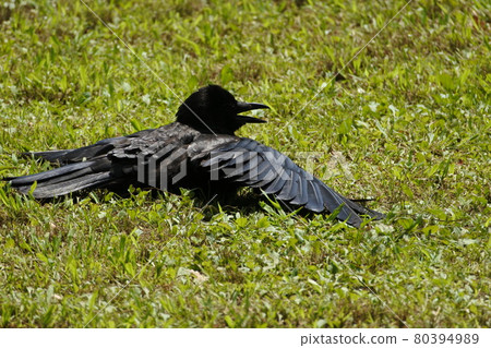 A crow drying insects on the lawn A crow drying insects on the lawn 80394989